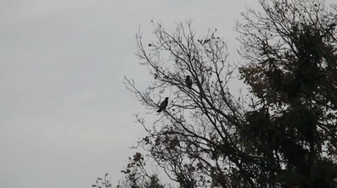 Birds on tree in nature Stock Footage 7727818