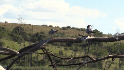 Birds on tree over dam. Stock Footage 109760166