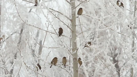 Birds on a tree over sky at winter day Stock Footage 46071224
