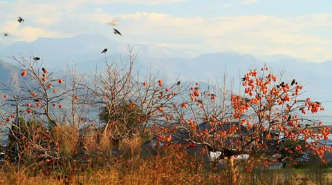 Birds on the tree persimmon. Stock Footage