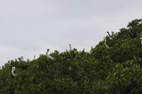 Birds on the tree Stock Photos