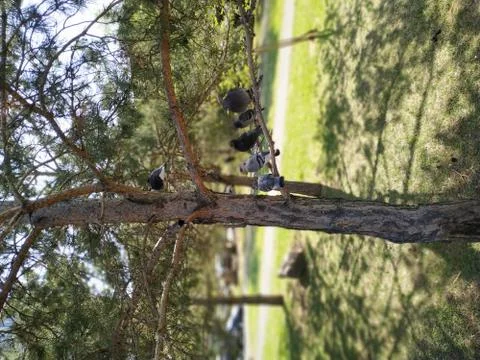 Birds on a tree Foto stock