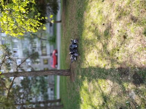 Birds on a tree Foto stock