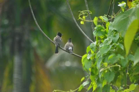 Birds on the tree Stock Photos