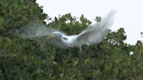 Birds in a tree in senegal Stock Footage 237508760