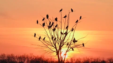 Birds on the tree in the setting sun Stock Footage 297363853