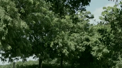 Birds on a tree singing Stock-Footage 45470506