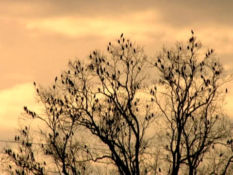 Birds In Tree At Sunset Vidéo 309704