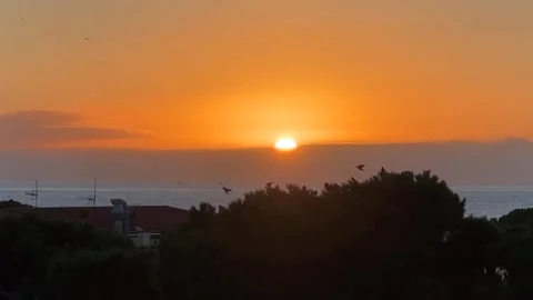 Birds on Tree at Sunset Stock Footage 315658957