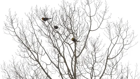Birds on a tree, two flew away. 動画素材 77579757