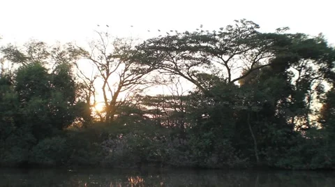 Birds in a tree by water Video stock 51723318