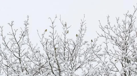 Birds on tree in winter Stock Photos