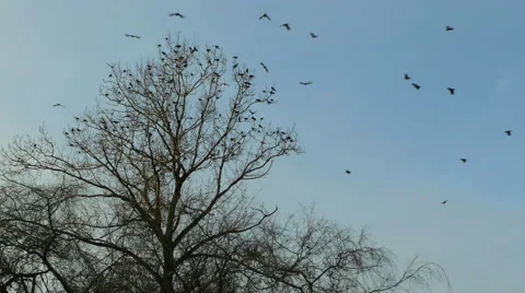 Birds on trees Stock Footage 45520999