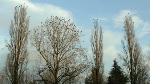 Birds on trees Stock Footage 45521180