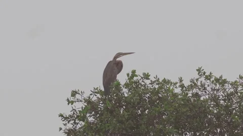 Birds on trees Stock Footage 272906372