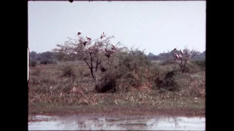 Birds in the Trees Stock Footage 276293161