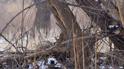 Birds in the trees in winter Stock Footage 108411853