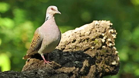 Birds Turtule doves drinking water from forest pond, Streptopelia turtur 库存影片 44917147