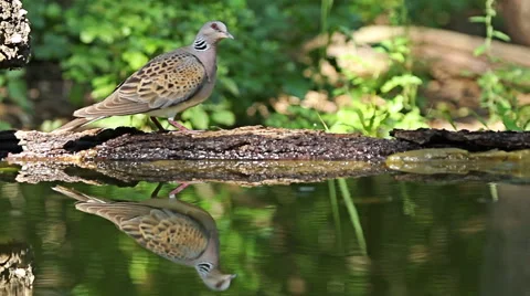 Birds Turtule doves drinking water from forest pond, Streptopelia turtur 库存影片 44917213