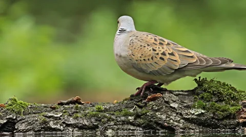 Birds Turtule doves drinking water from forest pond, Streptopelia turtur Vídeo Stock 44917563