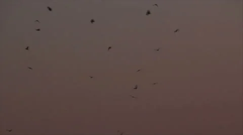 Birds at twilight sky Stock Footage 58738674