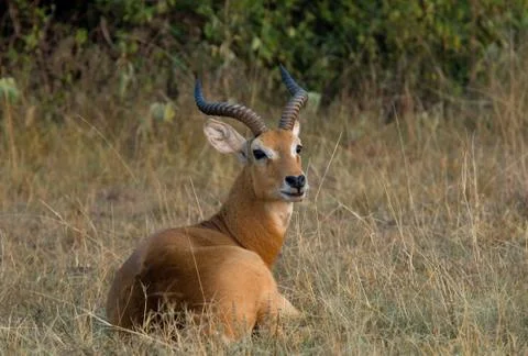 Birds of Uganda Stock Photos