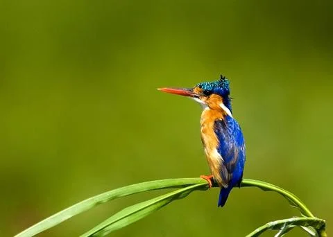 Birds of Uganda Stock Photos