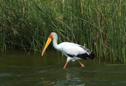 Birds of Uganda Stock Photos