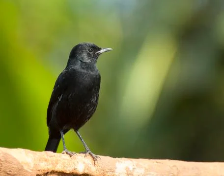Birds of Uganda Stock Photos