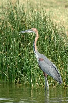 Birds of Uganda Stock Photos