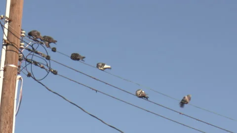 Birds on utility wires Stock Footage 228834322