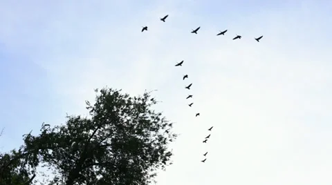 Birds in V formation flying over trees (b-roll) Stock Footage 35174639