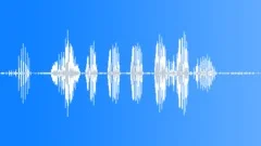 Birds Various Sandhill Crane Single Vocal Fight Calls Raspy Squawks Bright SharSound Effect