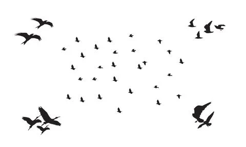 Birds Vector Collection Stock Illustration