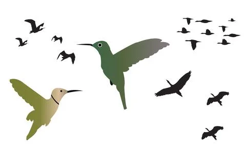 Birds Vector Collection Stock Illustration