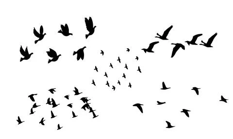 Birds Vector Collection Stock Illustration