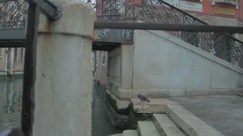 Birds in the Venice Canale Video stock 62777267