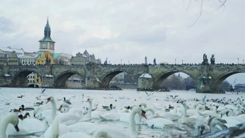Birds on Vltava river Видео 217376820