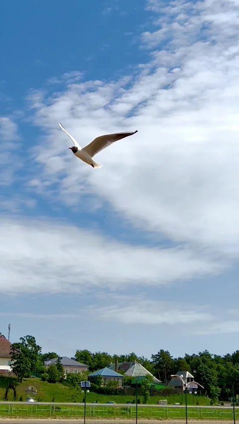 Birds vs wind 動画素材 222573198