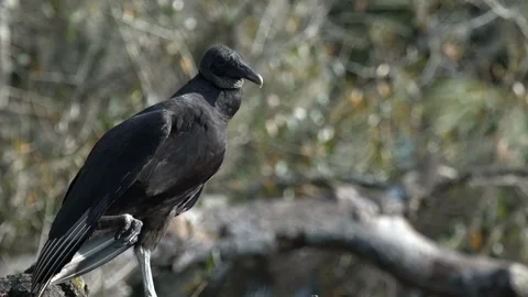 Birds Vultures 스톡 동영상 102536836