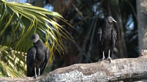 Birds Vultures Stock Footage 102536895