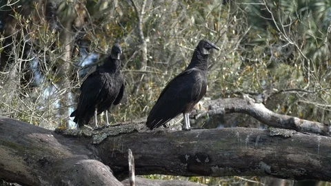 Birds Vultures Stock Footage 102538114
