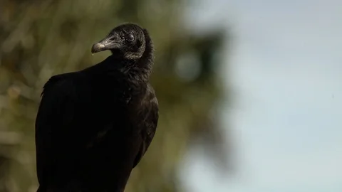 Birds Vultures Stock Footage 102538819