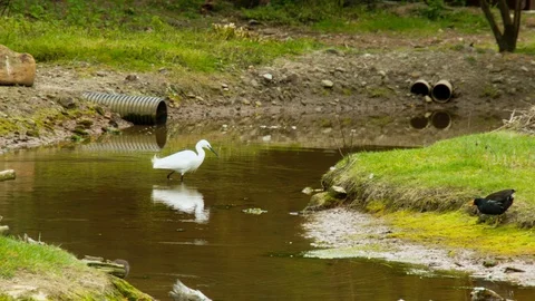 Birds wading in stream Stock Footage 114432696