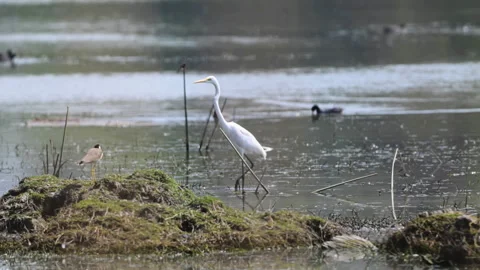 Birds wading in water 動画素材 302986384