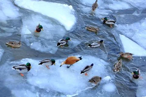 Birds waiting for feed Stock Photos