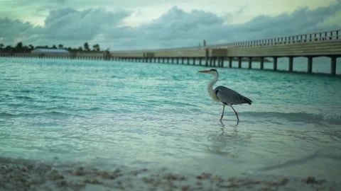 Birds walk by the beach 库存影片 141848244