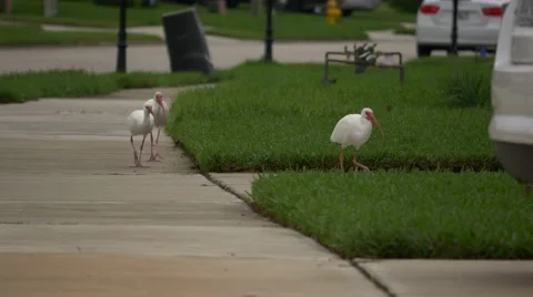 Birds walk down the sidewalk, 4K Stock Footage 59171362