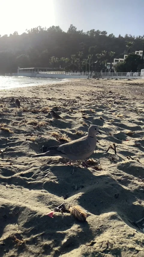 Birds Walking on an Abandoned Beach (Vertical) Stock Footage 307777154