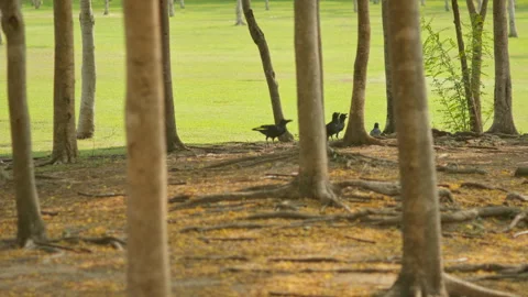 Birds Walking Among Tree Roots in Tropical Park  Natural Ground Scene 스톡 동영상 333601828